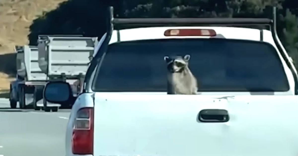 raccoon on truck