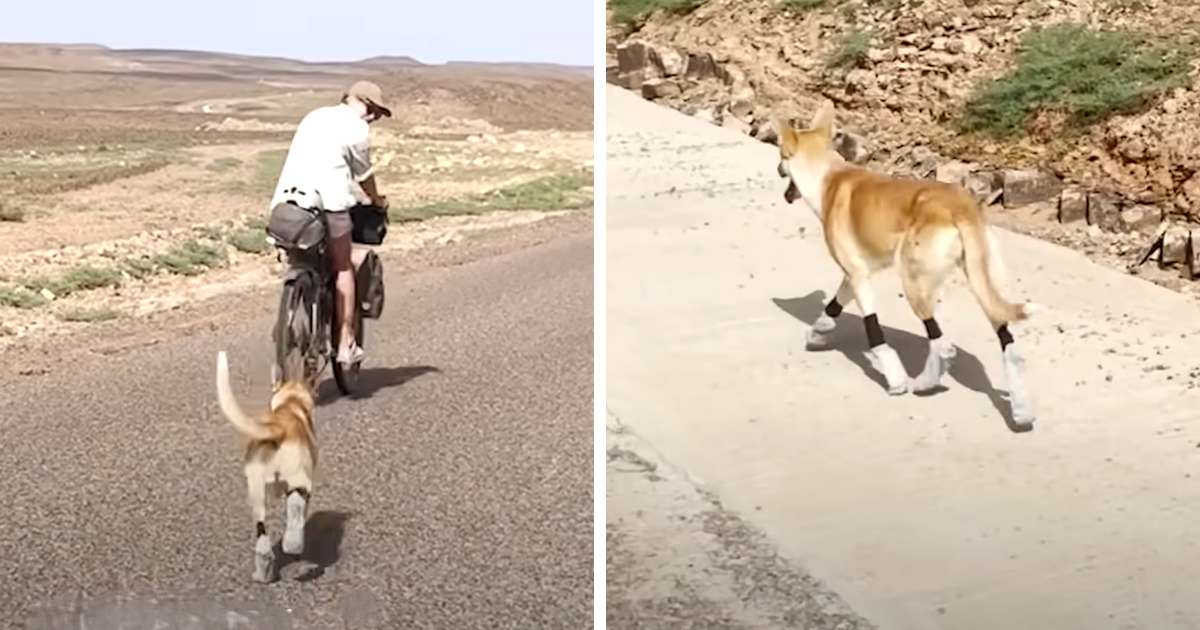 stray dog follows tourists sahara desert