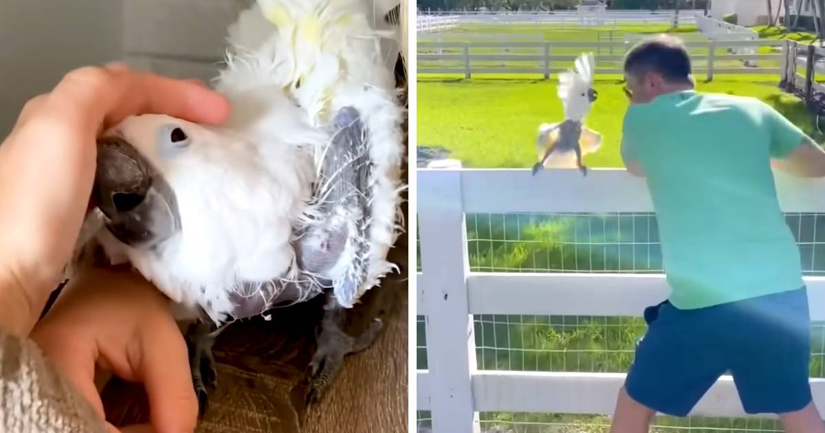 audrey the dancing cockatoo