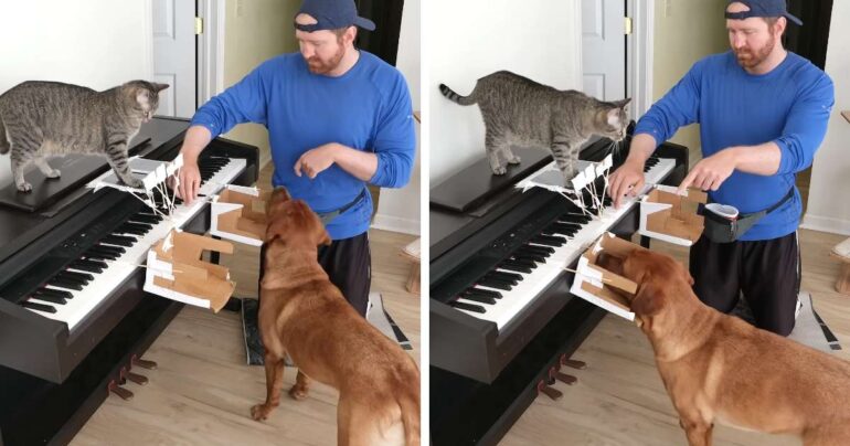 cat and dog play piano video