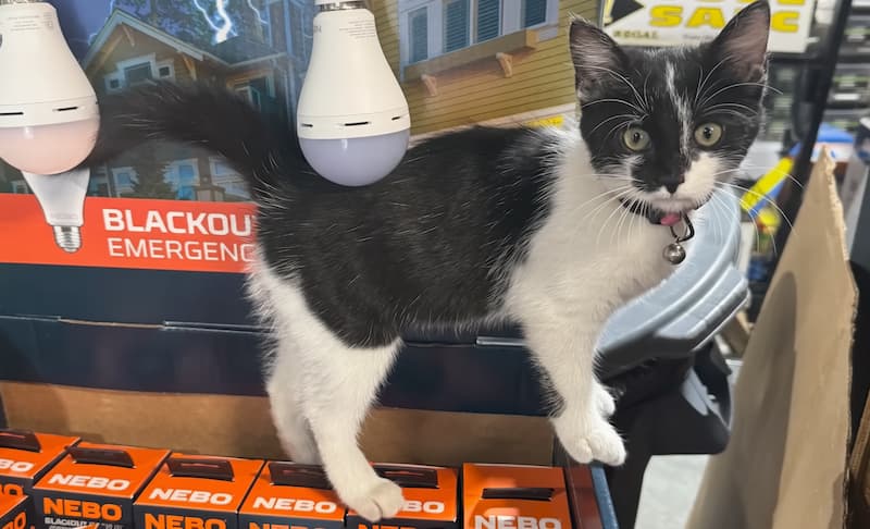 cat store manager