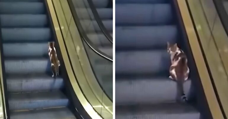 cat walking on escalator