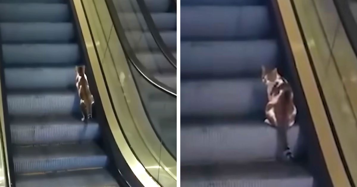cat walking on escalator