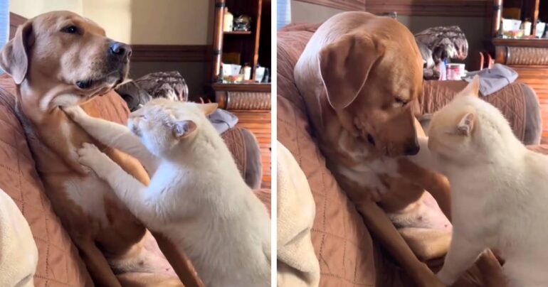 dog cat friendship