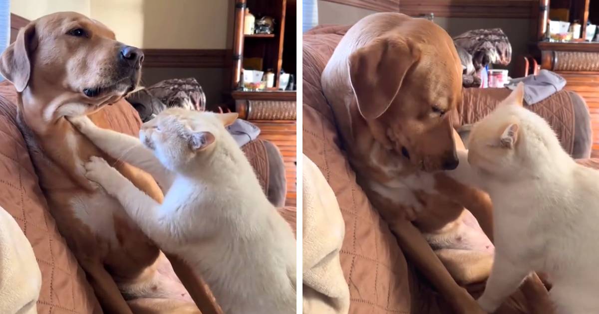 dog cat friendship