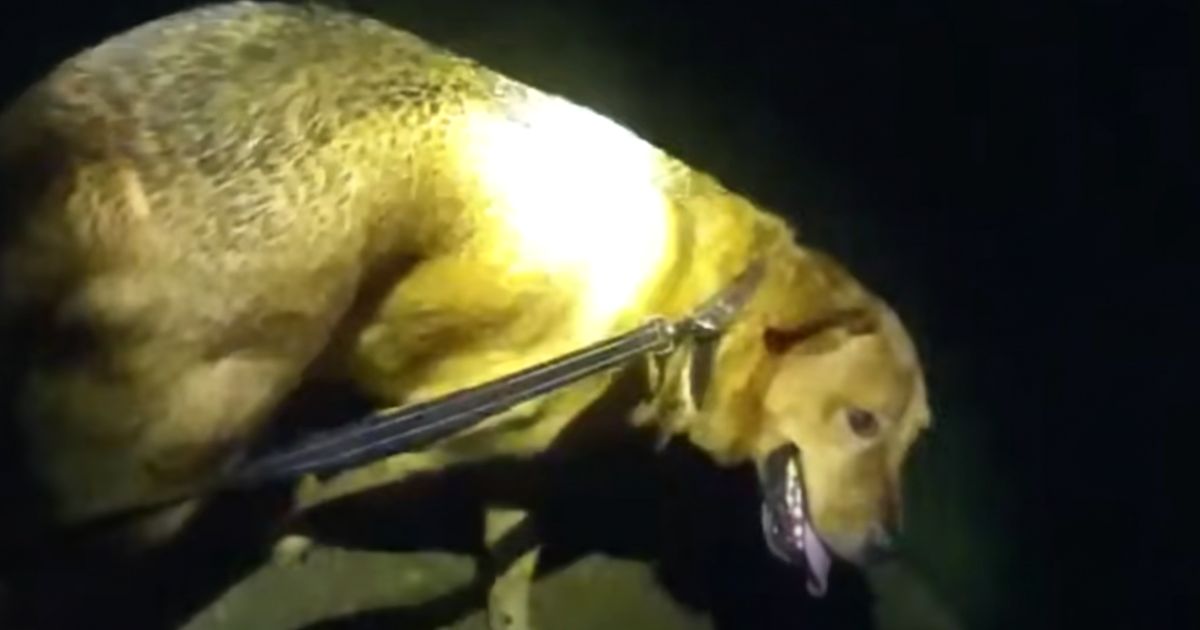 dog leads officer to grandma