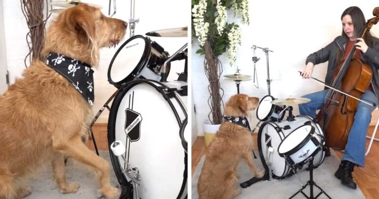 dog playing drums