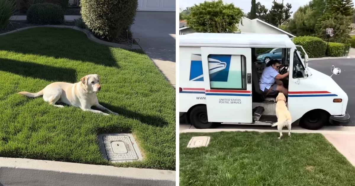 dog waits for mail carrier