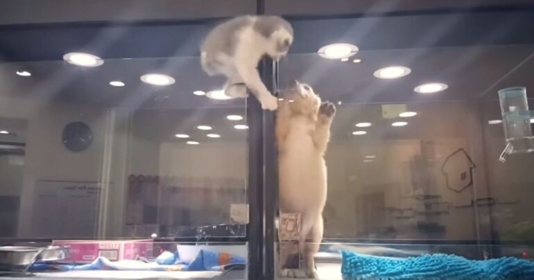 kitten escapes cage to play with puppy
