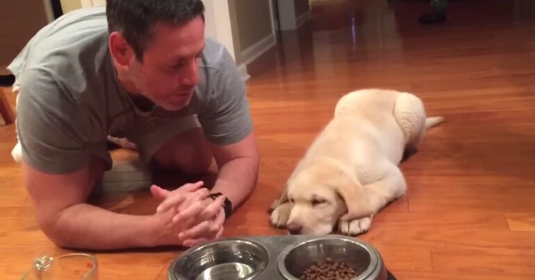 lab praying before eating