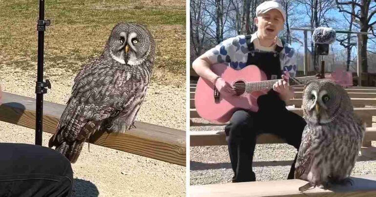 musician singing to owl