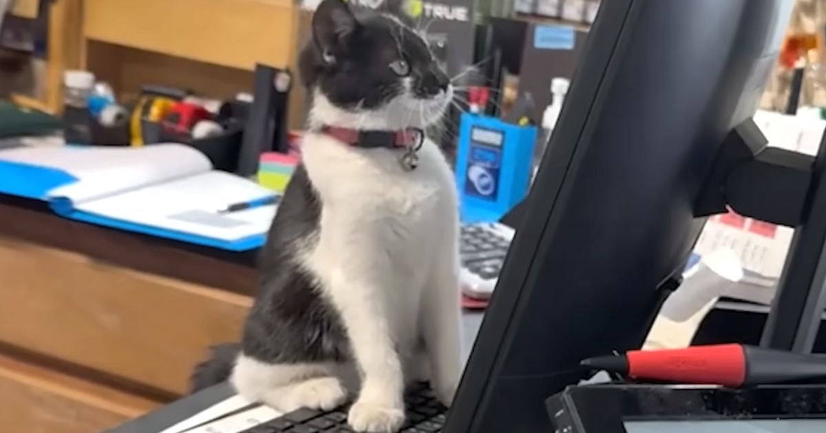 shop manager cat