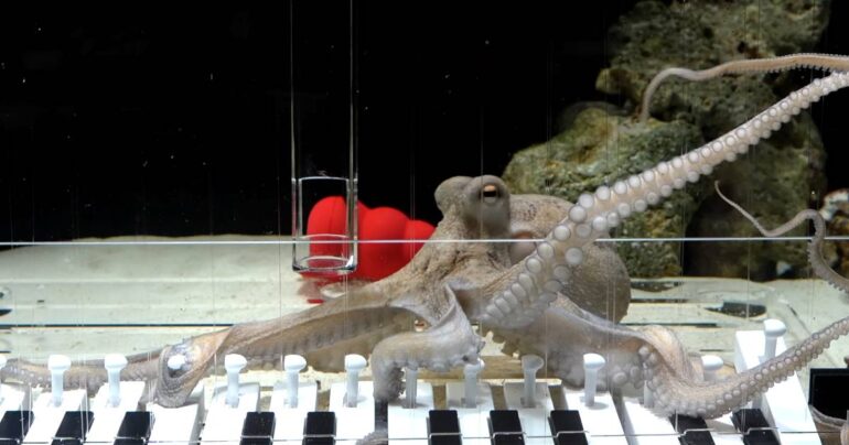 octopus playing piano taco