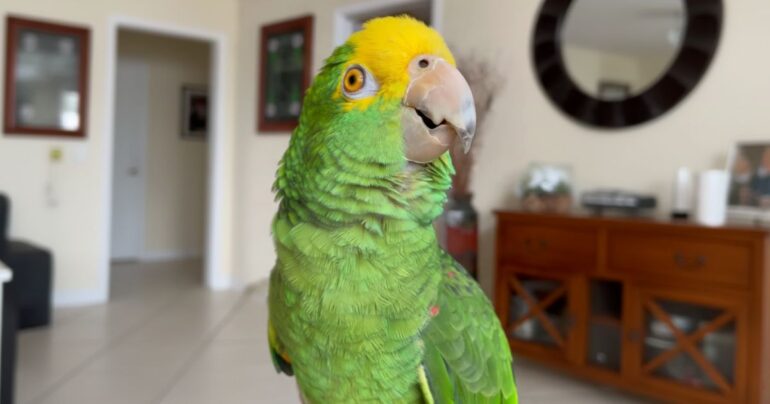 parrot singing o sole mio