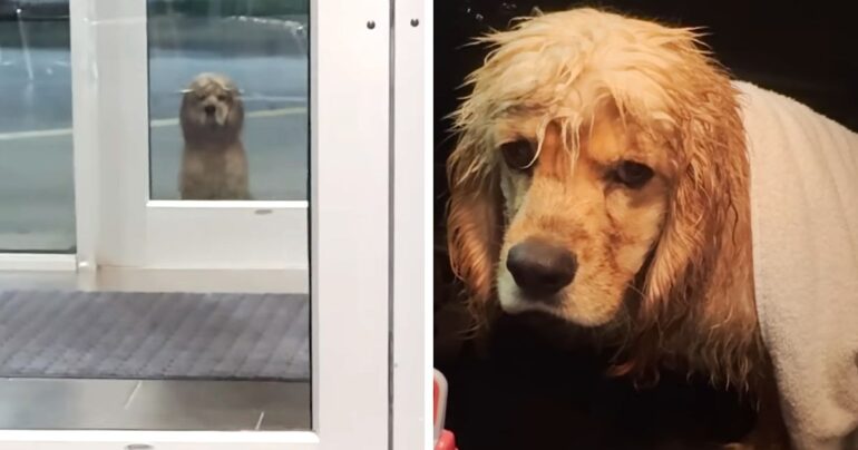 pluto dog adoption story