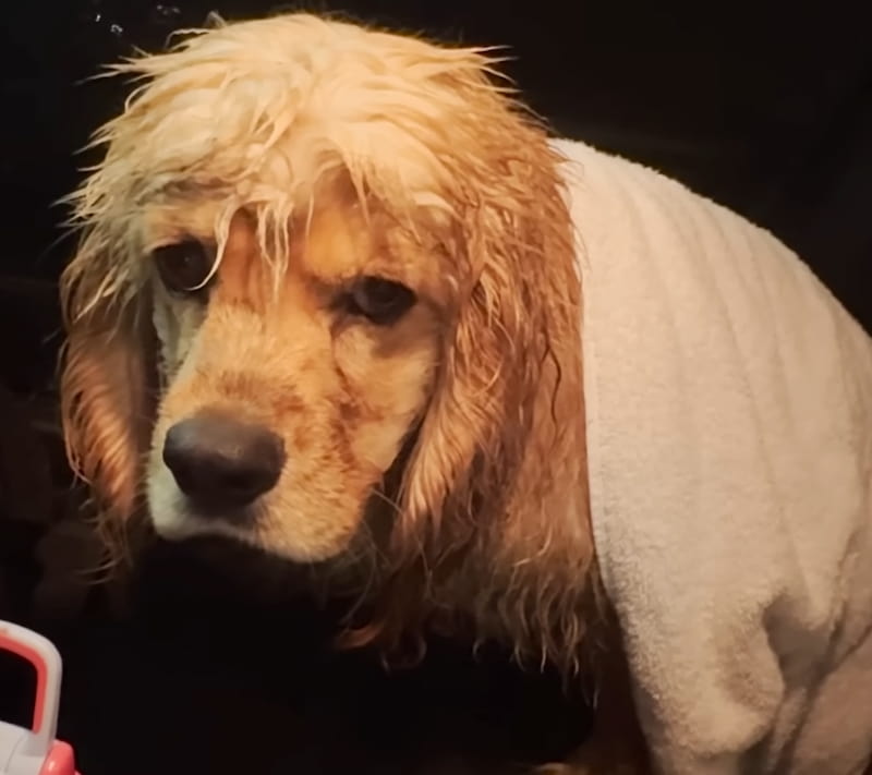 pluto dog