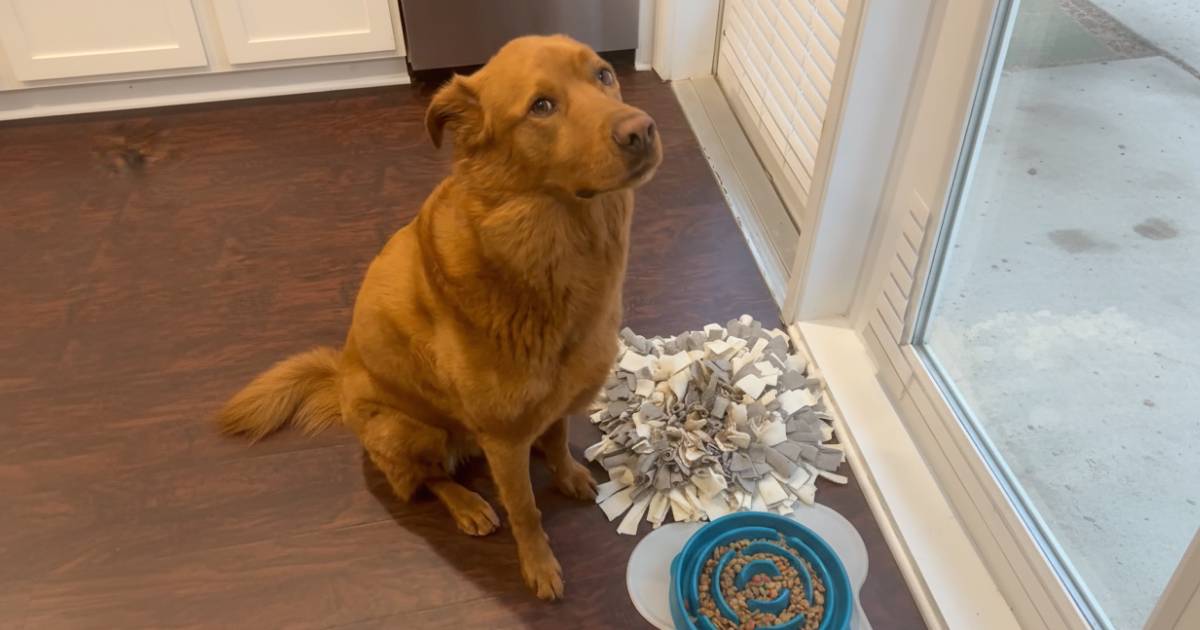 rescue dog praying before meal