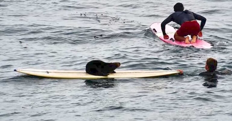 sea otter steals surfboard
