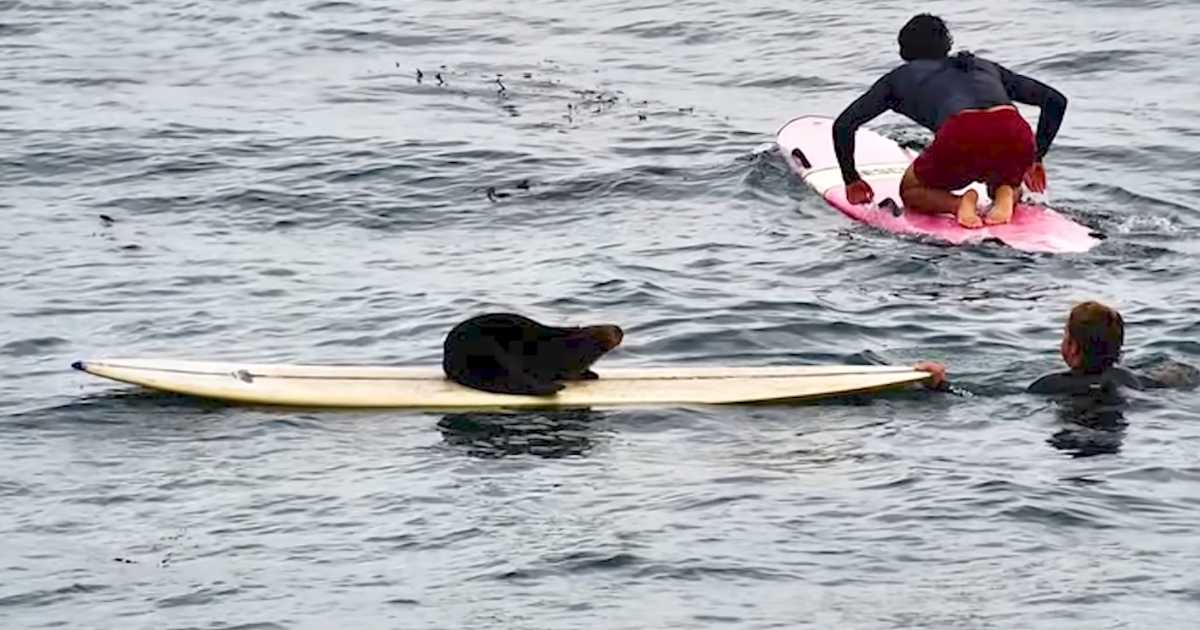 sea otter steals surfboard