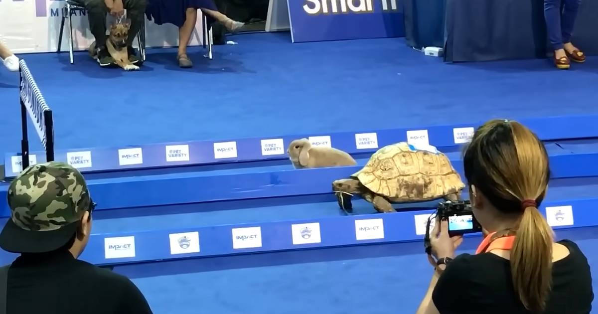 tortoise hare race