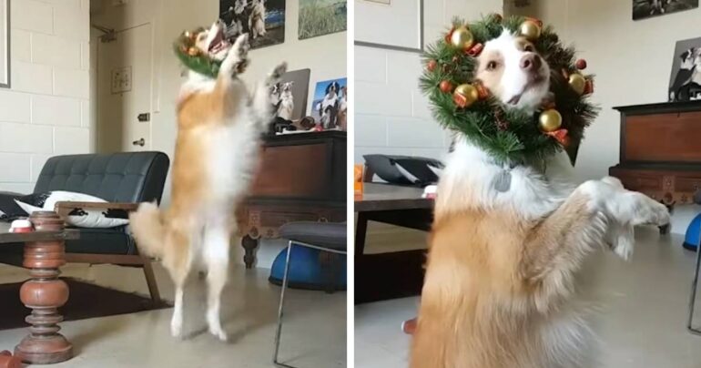 dog dancing