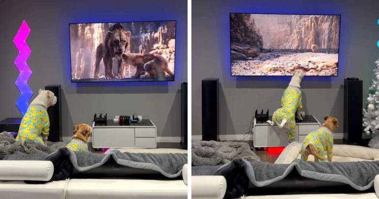 dogs watching lion king