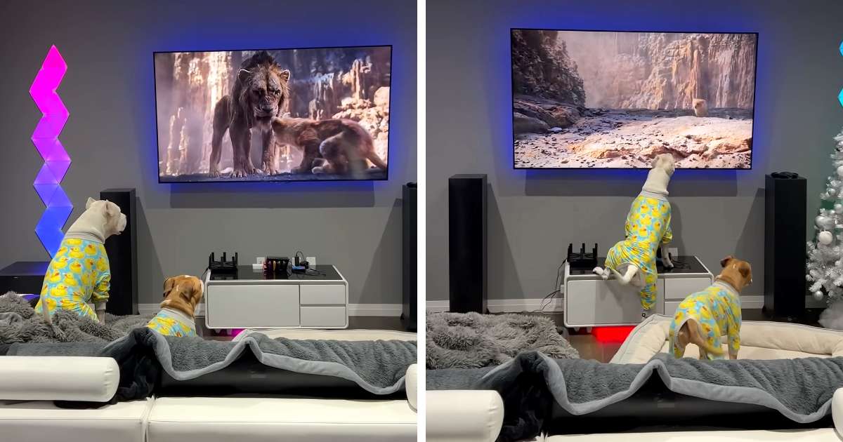 dogs watching lion king