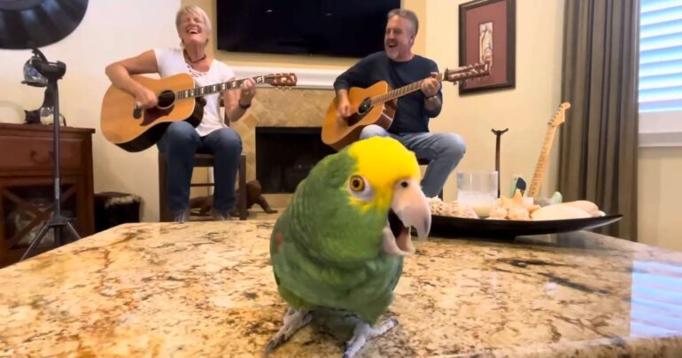 knockin on heavens door tico parrot