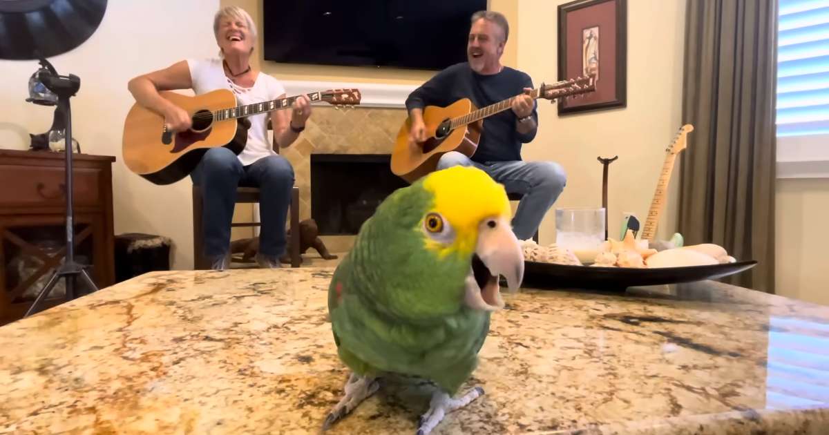 knockin on heavens door tico parrot