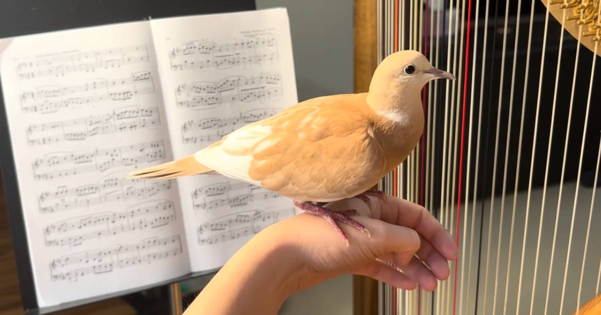 pigeon playing harp