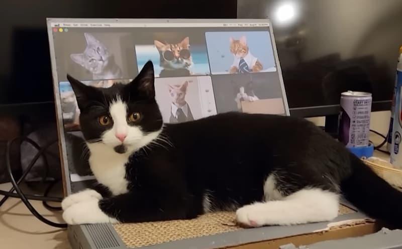 roller tuxedo cat