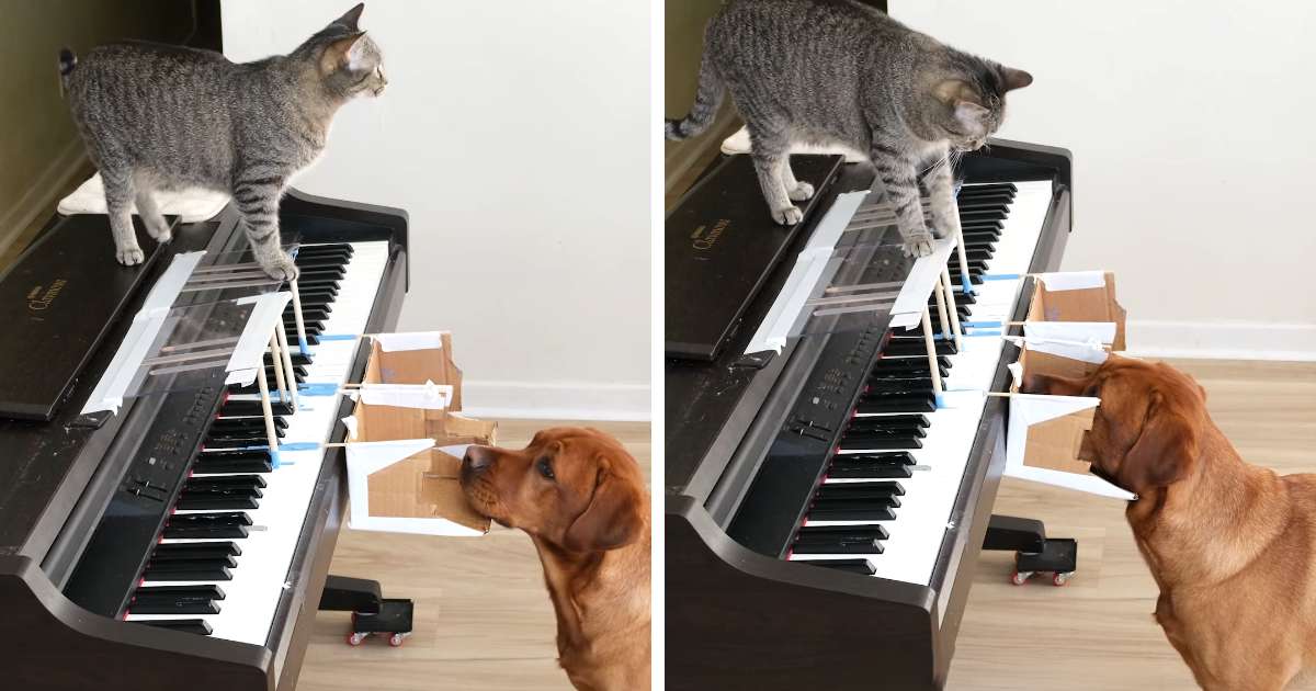 cat and dog playing piano