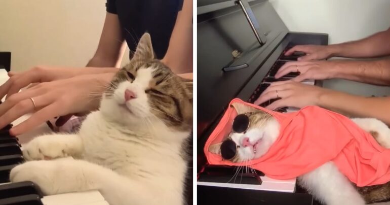 cat loves piano zlatco