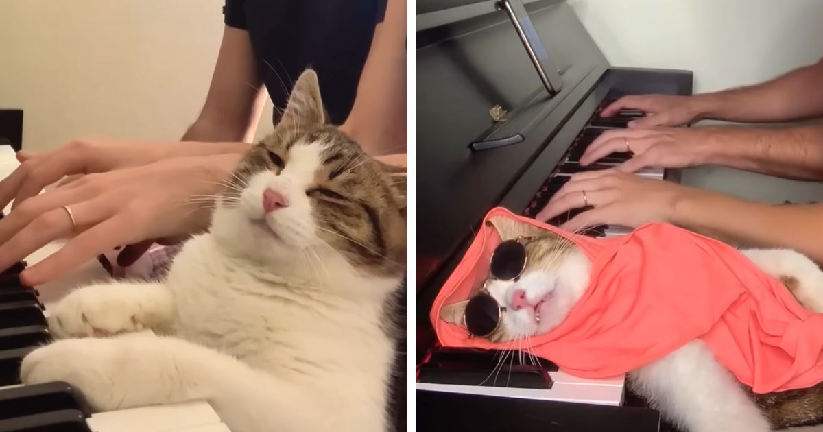 cat loves piano zlatco