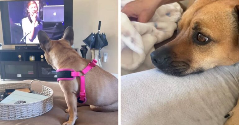 dogs react worship music