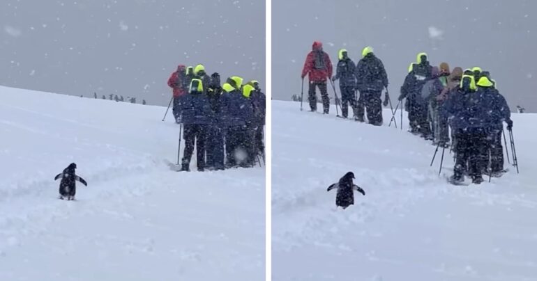 penguin following humans antarctica