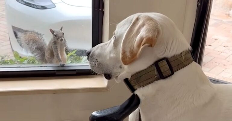 squirrel dog friendship
