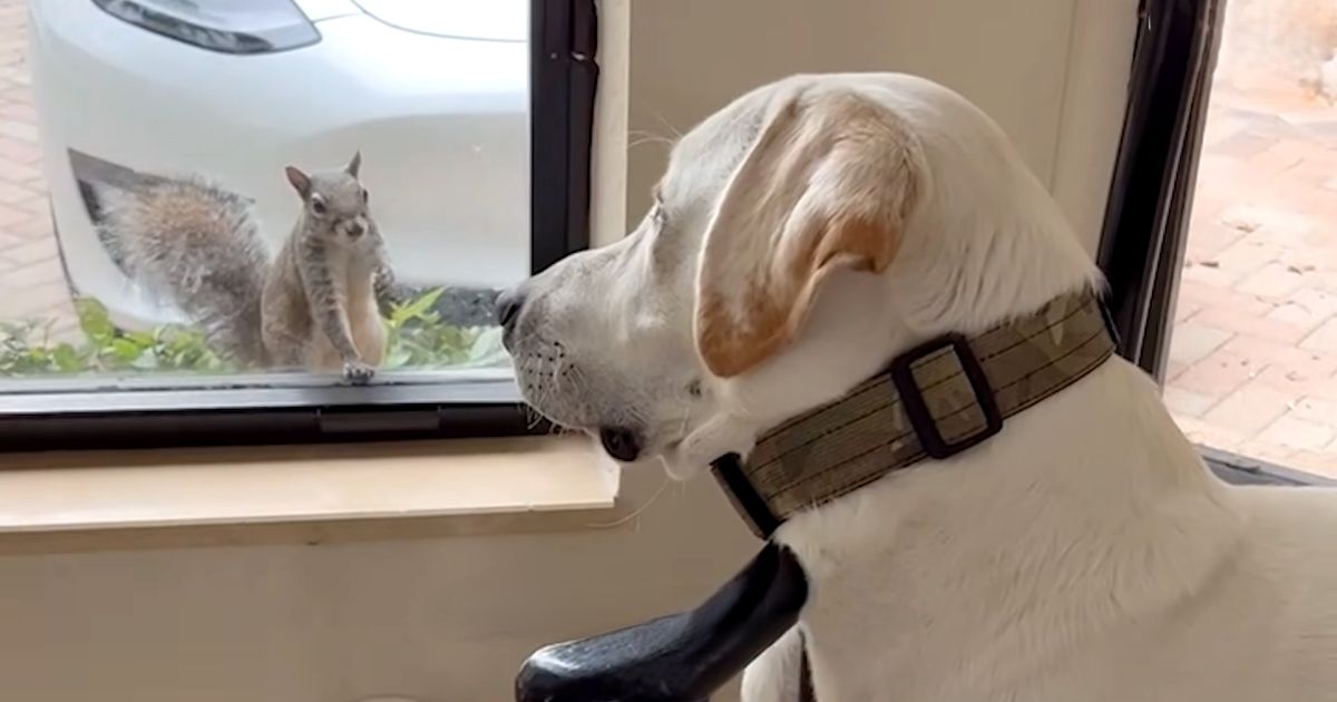 squirrel dog friendship