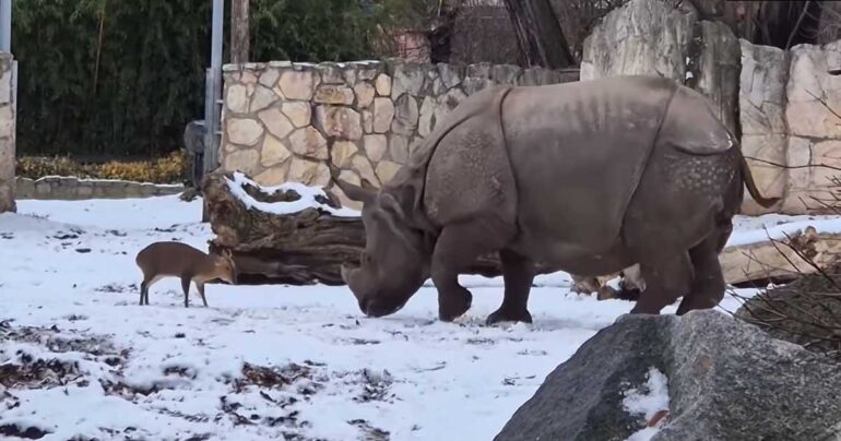 viral deer and rhino video