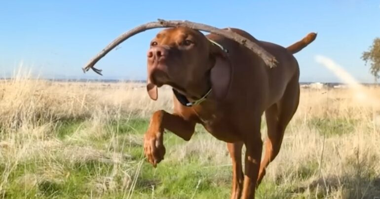 dog balancing stuff on head mendo