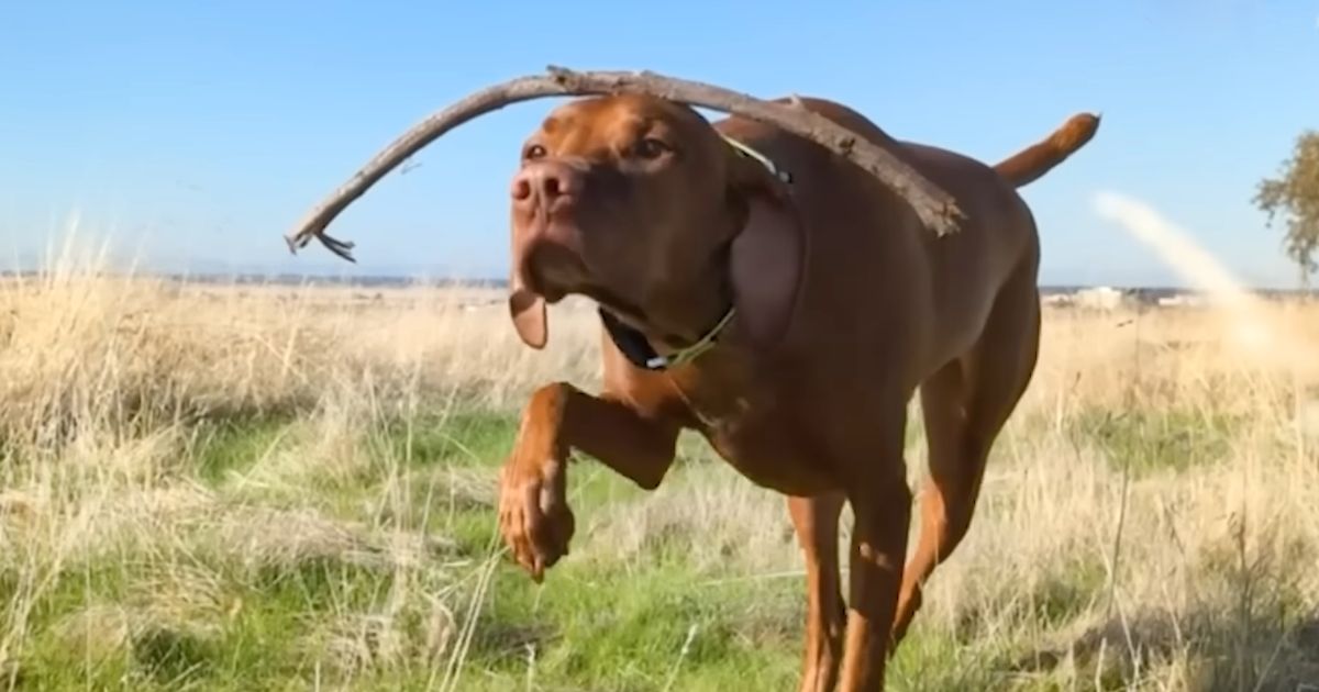 dog balancing stuff on head mendo
