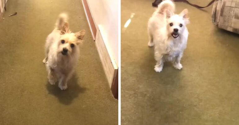 dog fakes leg injury