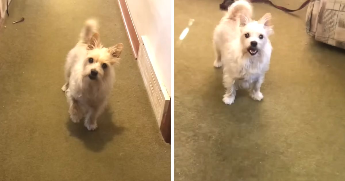 dog fakes leg injury