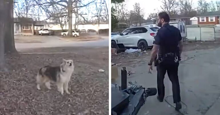 dog helps police find toddler louisville