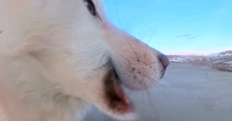 dog steals camera and hits record