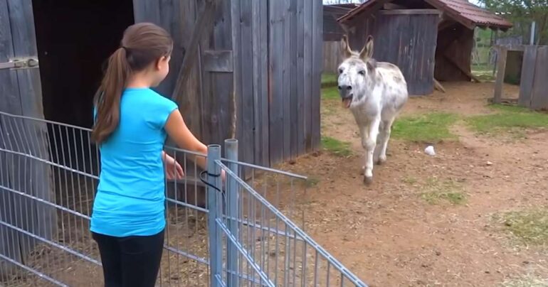 donkey reunited with little girl