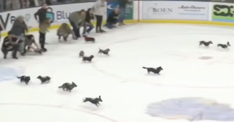 wiener dogs race