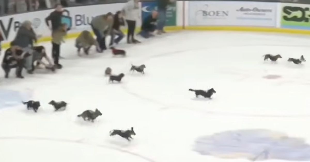 wiener dogs race