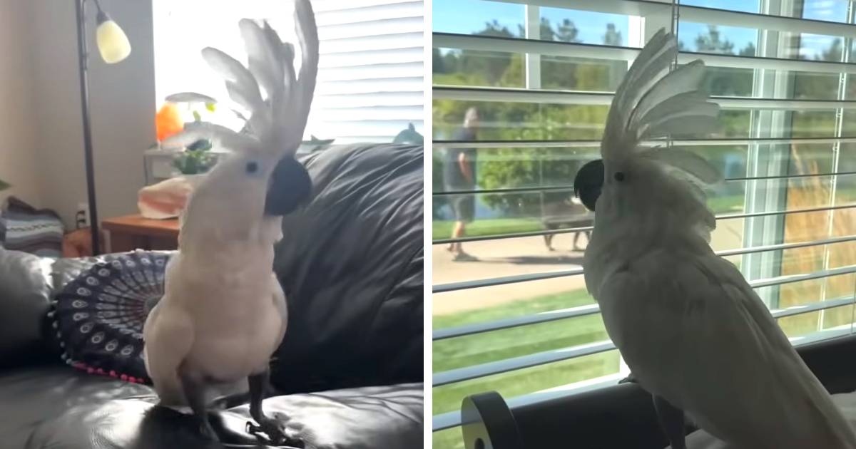 cockatoo barking at men