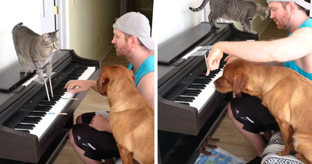cat and dog play fur elise